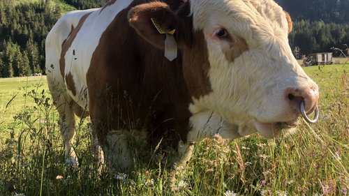 Hotel in Obertilliach – so muss Urlaub sein. Hotel in Obertilliach – so muss Urlaub sein.